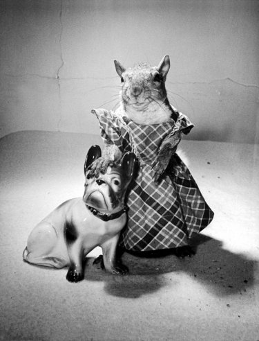 Illustration for article titled This squirrel was a 1940s fashion plate